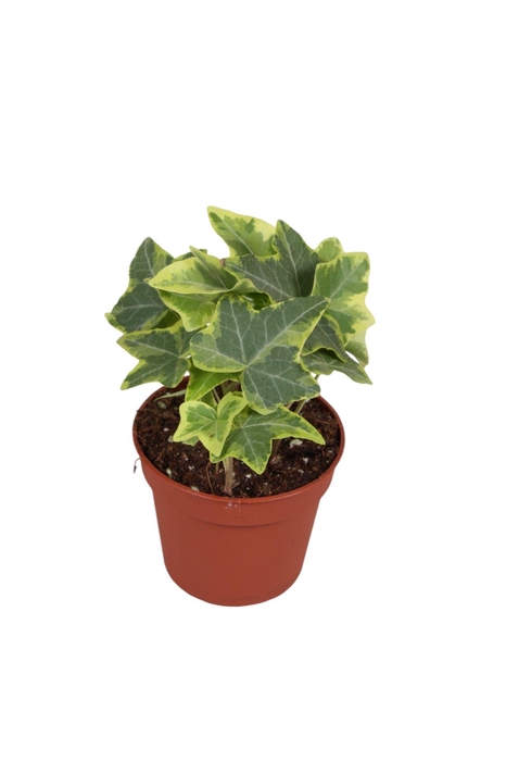 <h4>Hedera helix geelbont</h4>