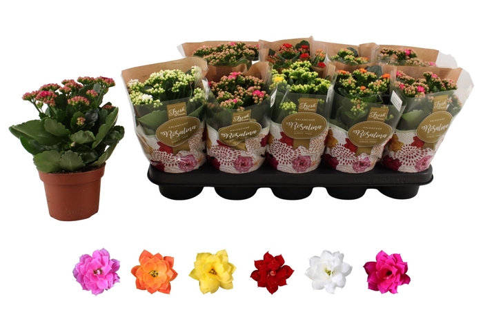 <h4>KAL GE RO GEM 6 KL</h4>