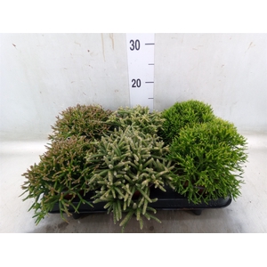 Rhipsalis   ...mix