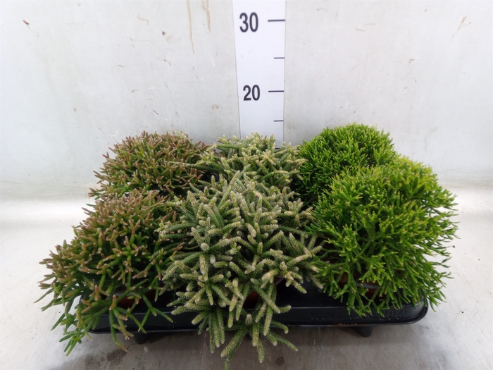 <h4>Rhipsalis   ...mix</h4>