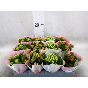 Kalanchoe blos.   ..rosebud mix  4