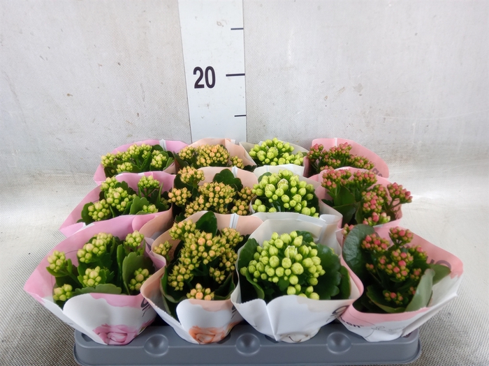 <h4>Kalanchoe blos.   ..rosebud mix  4</h4>