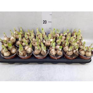 Narcissus  'Tete a tete'