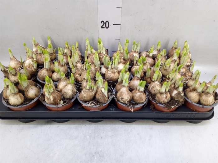 <h4>Narcissus 'Tete a tete'</h4>