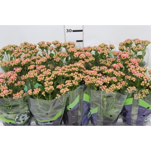 KALANCHOE DOBRADO P11 PINK