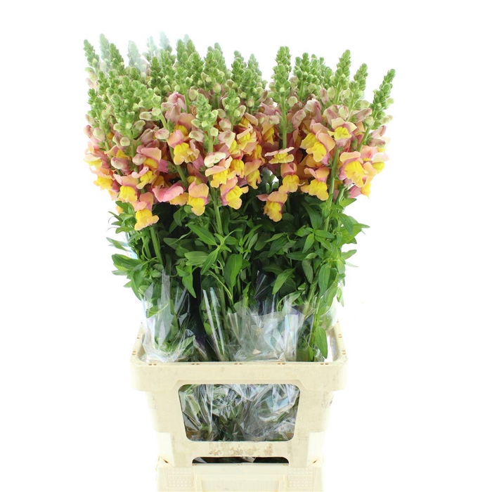 <h4>Antir Mary D Orange</h4>