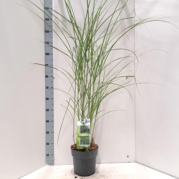<h4>Miscanthus sinensis Gracillimus</h4>