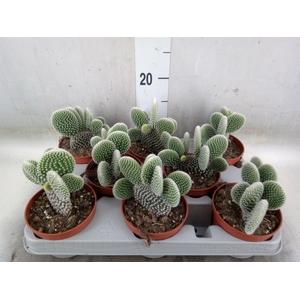 Opuntia microdasys 'Albispina'