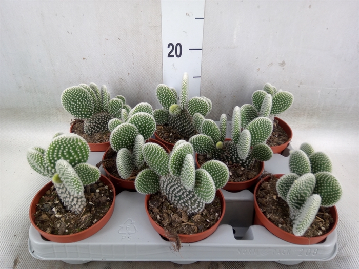 <h4>Opuntia microdasys 'Albispina'</h4>