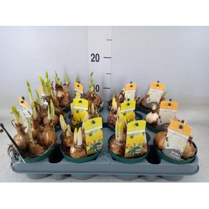 Narcissus   ...mix 3