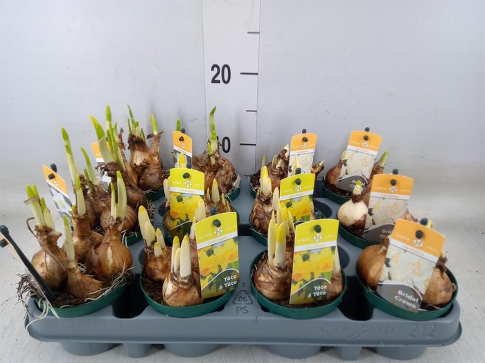 <h4>Narcissus   ...mix 3</h4>