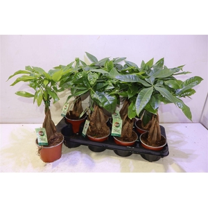 arr8 Pachira Aquatica