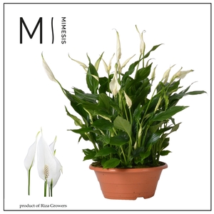 Spathiphyllum Bellini - 23cm schaal