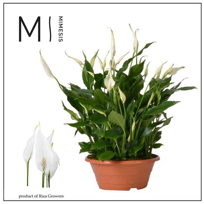 <h4>Spathiphyllum Bellini - 23cm schaal</h4>