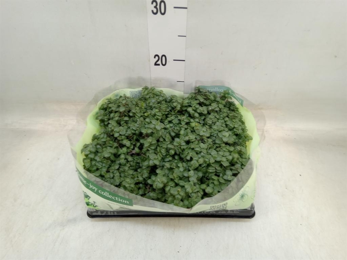 <h4>Callisia repens</h4>