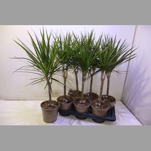 Dra Marginata