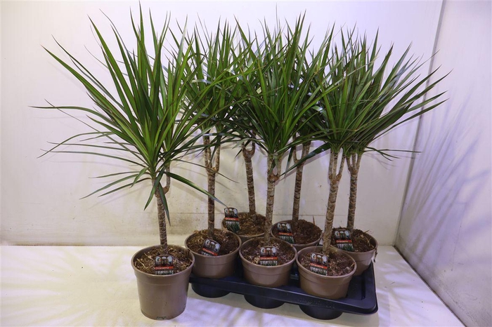 <h4>Dra Marginata</h4>