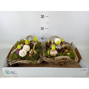 Arr.   Bol/Knolgewas L%