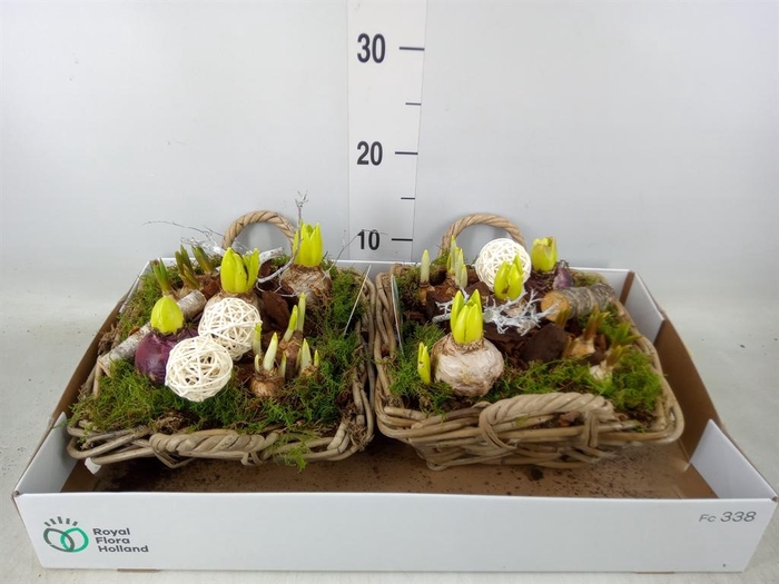 <h4>Arr.   Bol/Knolgewas L%</h4>