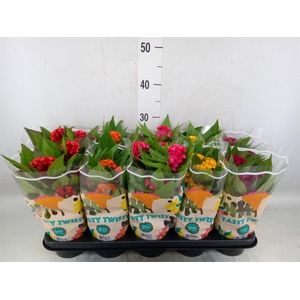 Celosia arg. CR 'Twisted'   ...mix