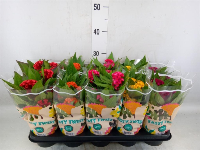 <h4>Celosia arg. CR 'Twisted'   ...mix</h4>