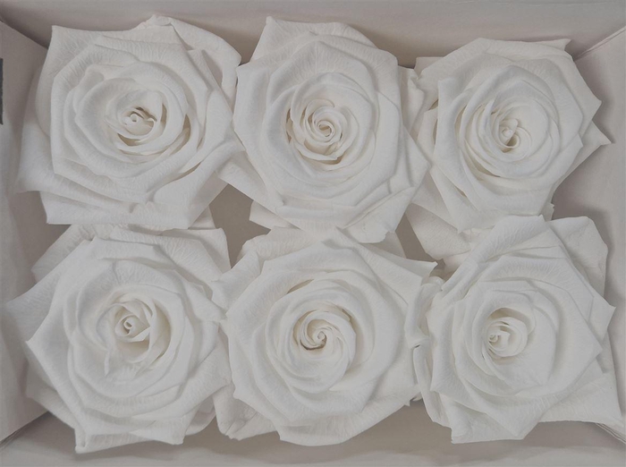 <h4>Ro Pres Classic White</h4>