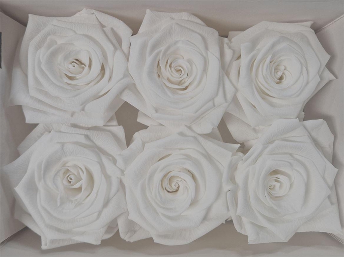 Ro Pres Classic White