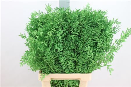 <h4>Ruscus Bleached Green</h4>