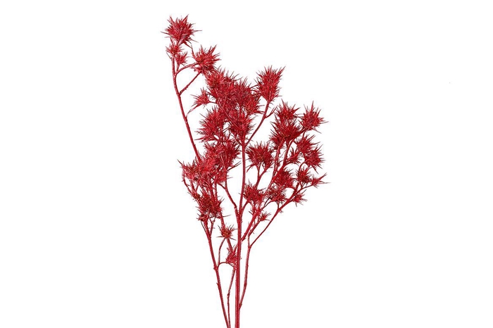 Dried Artz Cardi Monet Bunch