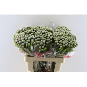 Kaaps Brunia Silver Moon