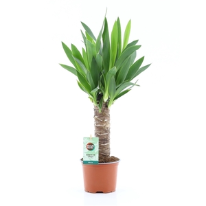 Yucca 25cm Hout 3+ kop