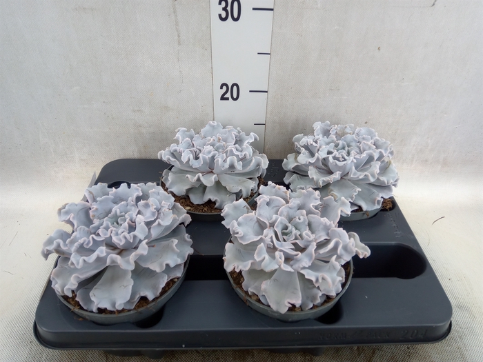 <h4>Echeveria   ...</h4>