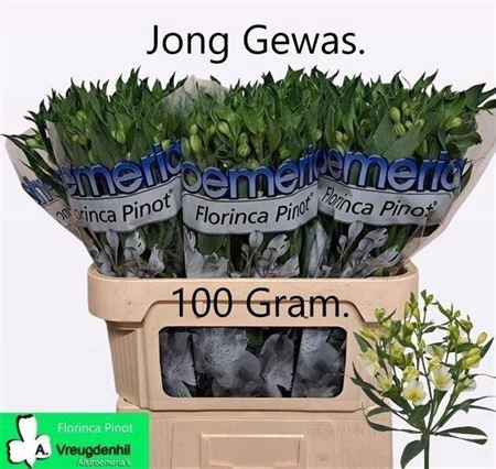 <h4>Alstroemeria Fl Pinot</h4>