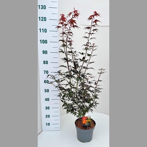 ACER PA SKEET BROOM