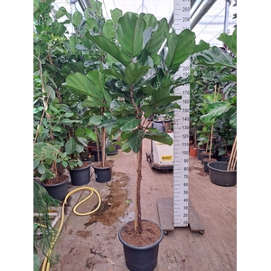 Ficus lyrata