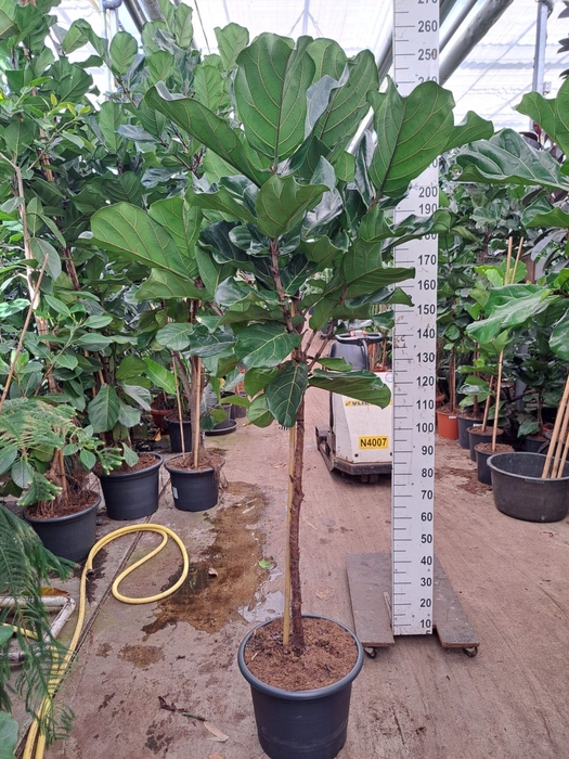 <h4>Ficus lyrata</h4>
