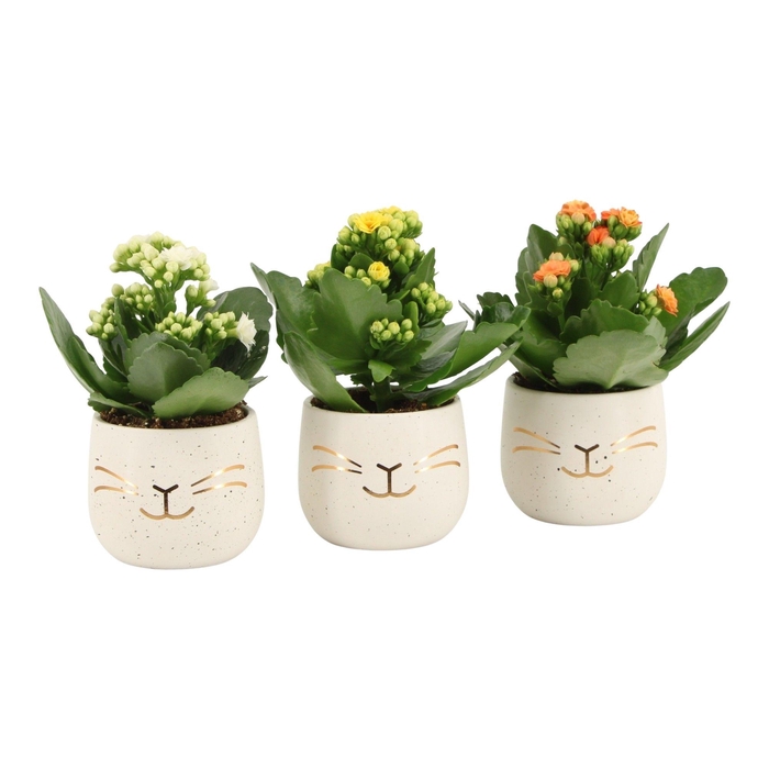 <h4>4501112: Solutionss Easter</h4>