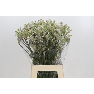 Anigozanthos Bush Diamond