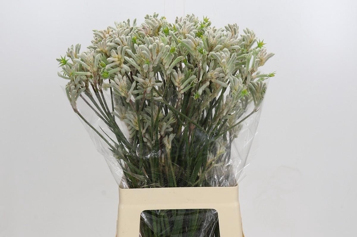 <h4>Anigozanthos Bush Diamond</h4>