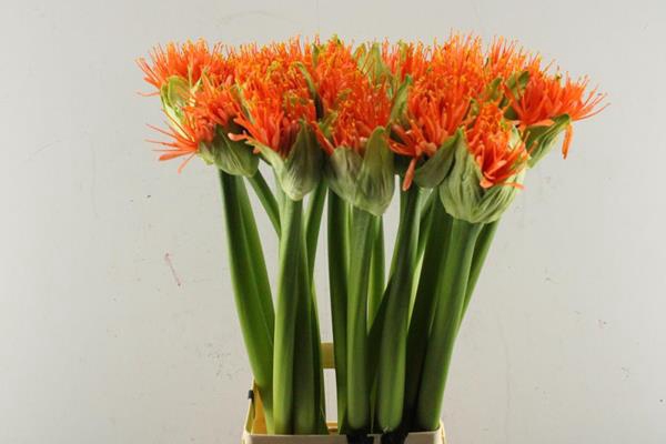 <h4>Scadoxus Oran Wonder L 80</h4>