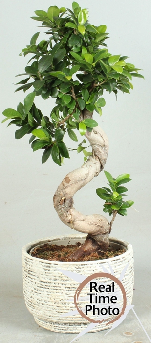<h4>FIC MI GINSENG</h4>