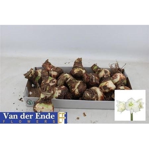 Bloembol Hippeastrum White