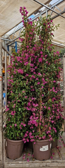 <h4>BOUGAINV ALEXANDRA</h4>