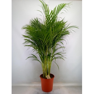 Dypsis lutescens   ...Chrysalidoca