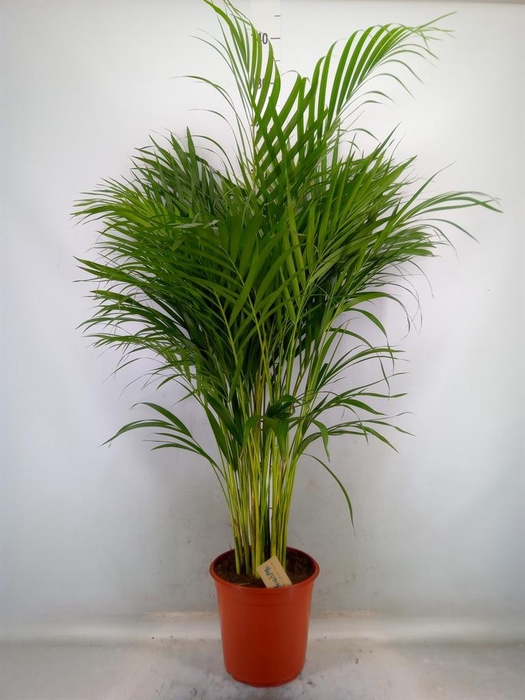 <h4>Dypsis lutescens   ...Chrysalidoca</h4>
