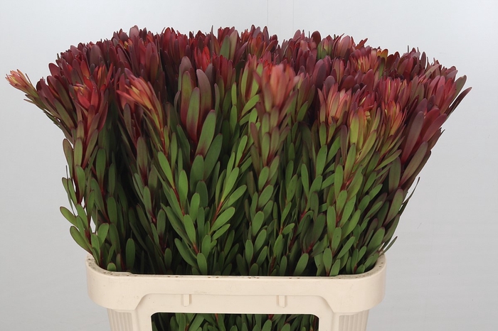 <h4>Leucadendron Safari Sunset</h4>