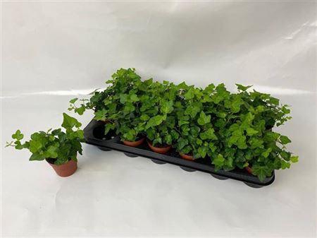 <h4>Hed He Wonder</h4>