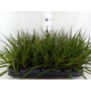 Dracaena marg.