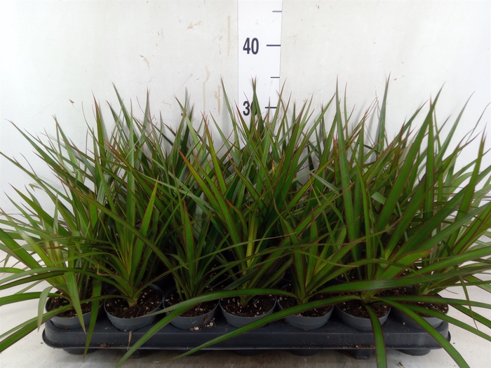 <h4>Dracaena marg.</h4>