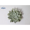 Echeveria Tolimanensis Hybrid Cutflower Wincx-8cm